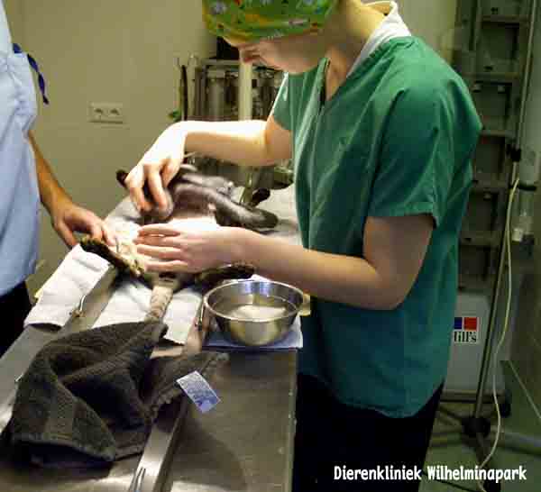 kat keizersnede, de huid wordt schoongemaakt met water. dierenkliniek wilhelminapark in utrecht